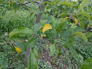 요원분교님의 사과 · 병해충상담 작성글 사진