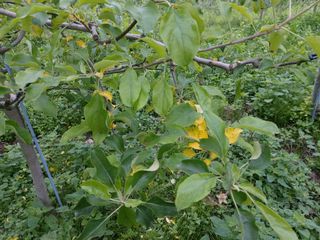 요원분교님의 사과 · 병해충상담 작성글 사진