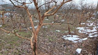 김형관님의 요즘 우리동네 농작업은? · 참여글 작성글 사진