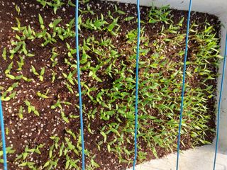 차민주님의 요즘 우리동네 농작업은? · 참여글 작성글 사진