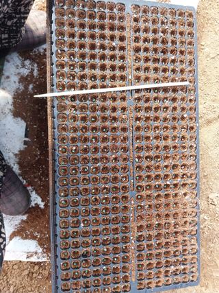 차민주님의 요즘 우리동네 농작업은? · 참여글 작성글 사진