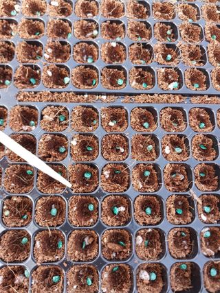 차민주님의 요즘 우리동네 농작업은? · 참여글 작성글 사진