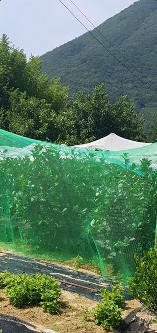 오다가다님의 요즘 우리동네 농작업은? · 참여글 작성글 사진