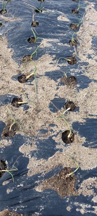 이용호님의 요즘 우리동네 농작업은? · 참여글 작성글 사진