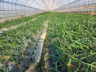 고리라님의 요즘 우리동네 농작업은? · 참여글 작성글 사진