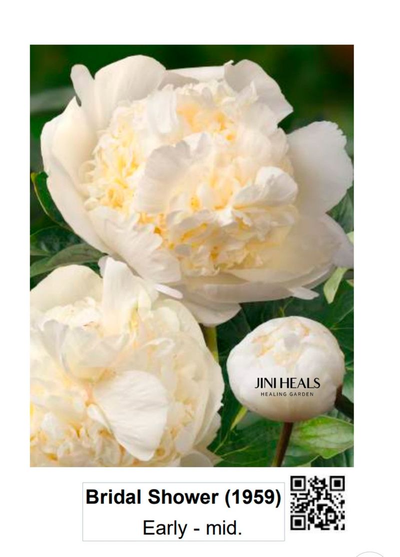 장터 상품 [브라이덜샤워 작약 3~5촉(판매완료)] 썸네일