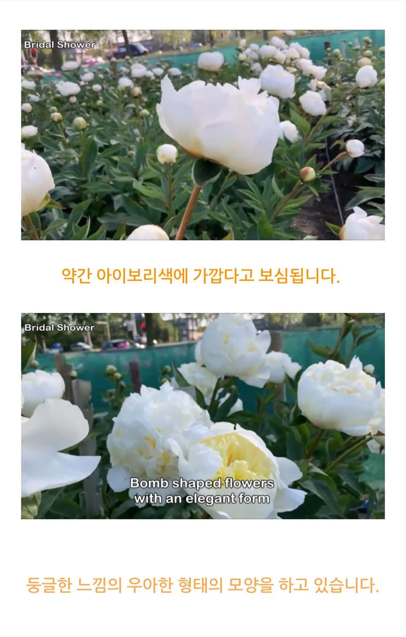 김정원님의 장터 판매 상품 [브라이덜샤워 작약 3~5촉(판매완료)] 첨부 사진