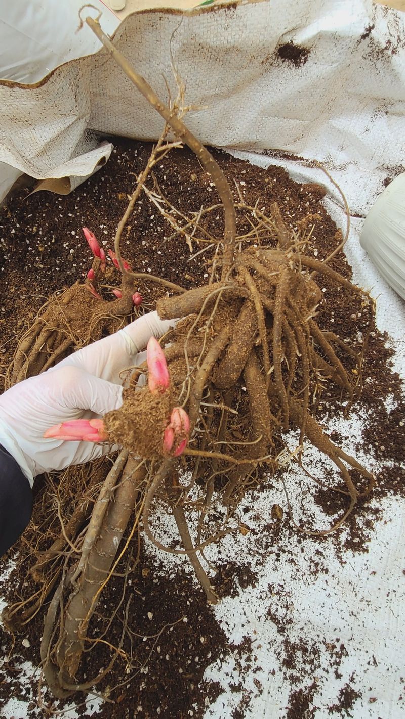 김정원님의 장터 판매 상품 [브라이덜샤워 작약 3~5촉(판매완료)] 첨부 사진