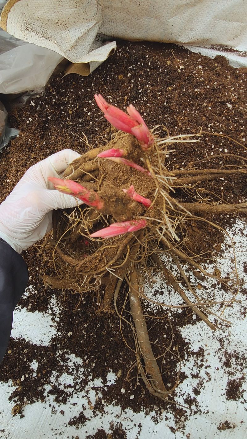 김정원님의 장터 판매 상품 [브라이덜샤워 작약 3~5촉(판매완료)] 첨부 사진