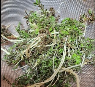 우미경님의 요즘 우리동네 농작업은? · 참여글 작성글 사진