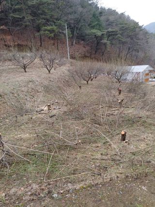 이형순님의 요즘 우리동네 농작업은? · 참여글 작성글 사진