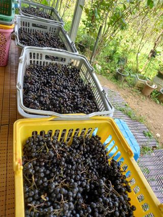 GH장수기호농님의 요즘 우리동네 농작업은? · 참여글 작성글 사진