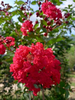 GH장수기호농님의 요즘 우리동네 농작업은? · 참여글 작성글 사진