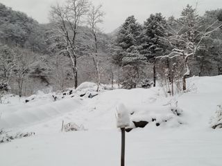 김상호님의 요즘 우리동네 농작업은? · 참여글 작성글 사진