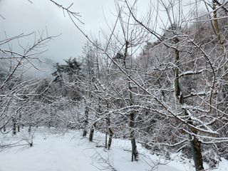 이희규님의 사과 · 영농일지 작성글 사진