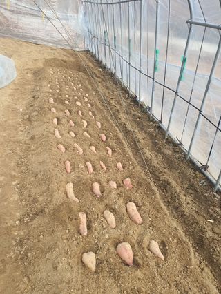 김팔열님의 고구마 · 영농일지 작성글 사진