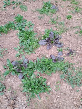 최한기님의 시금치 · 수확 작성글 사진