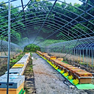 장세환(산들꿀벌농장님의 기타작물 · 자유게시판 작성글 사진