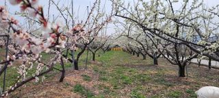 호박16205님의 요즘 우리동네 농작업은? · 참여글 작성글 사진