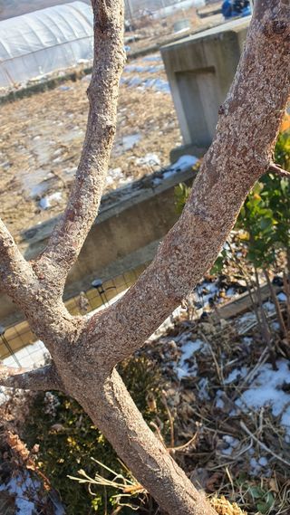 남한금님의 매실 · 병해충상담 작성글 사진