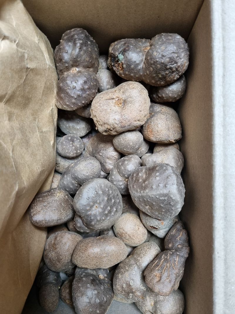 이문규님의 장터 판매 상품 [자색마, 하늘마] 첨부 사진