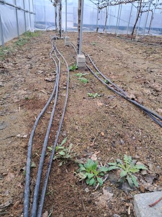 정이오가네농원님의 요즘 우리동네 농작업은? · 참여글 작성글 사진