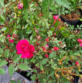 마로니에농원님의 기타작물 · 자유게시판 작성글 사진