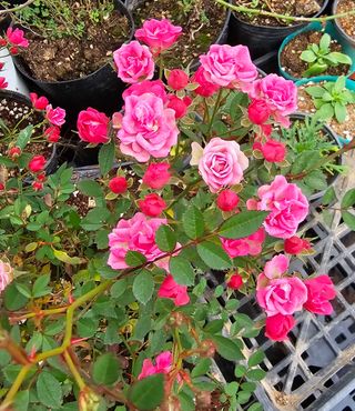 마로니에농원님의 기타작물 · 자유게시판 작성글 사진