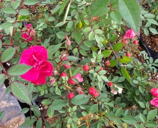 마로니에농원님의 기타작물 · 자유게시판 작성글 사진