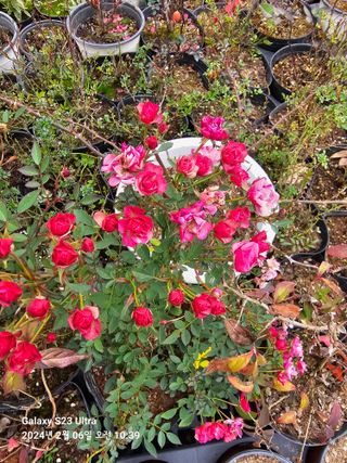 마로니에농원님의 기타작물 · 자유게시판 작성글 사진