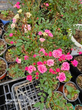 마로니에농원님의 기타작물 · 자유게시판 작성글 사진