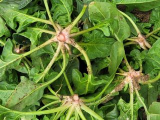 둥근마지기님의 시금치 · 수확 작성글 사진