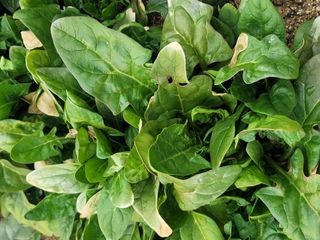 둥근마지기님의 시금치 · 수확 작성글 사진