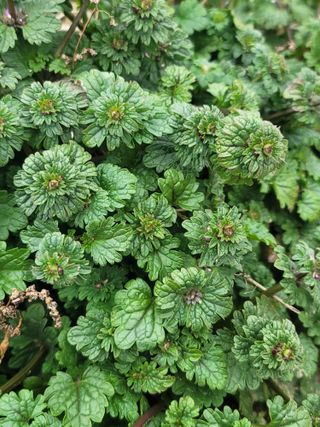 둥근마지기님의 시금치 · 수확 작성글 사진