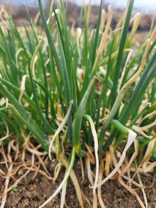 둥근마지기님의 시금치 · 수확 작성글 사진