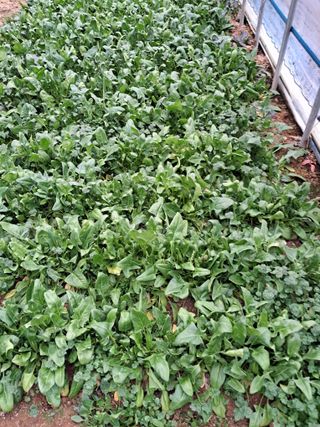 최한기님의 팜모닝공식 · 광고승인요청 작성글 사진