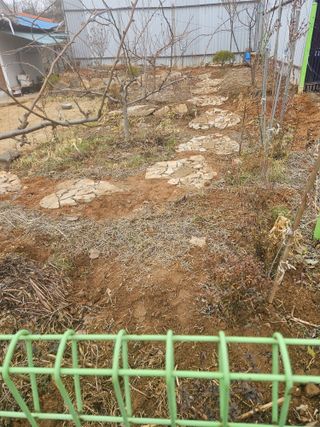 감자20359님의 요즘 우리동네 농작업은? · 참여글 작성글 사진