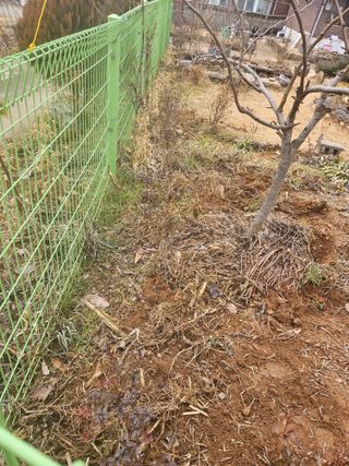 감자20359님의 요즘 우리동네 농작업은? · 참여글 작성글 사진