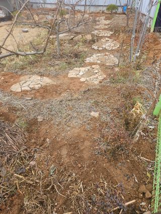 감자20359님의 요즘 우리동네 농작업은? · 참여글 작성글 사진