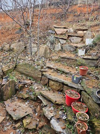 감자20359님의 요즘 우리동네 농작업은? · 참여글 작성글 사진