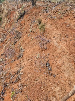 감자20359님의 요즘 우리동네 농작업은? · 참여글 작성글 사진