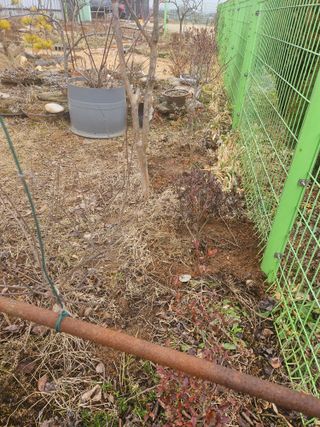 감자20359님의 요즘 우리동네 농작업은? · 참여글 작성글 사진