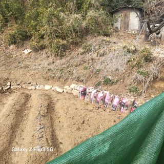 짱순이연속8월출석왕님의 요즘 우리동네 농작업은? · 참여글 작성글 사진