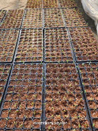 박광순님의 요즘 우리동네 농작업은? · 참여글 작성글 사진