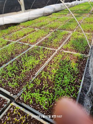 박광순님의 요즘 우리동네 농작업은? · 참여글 작성글 사진