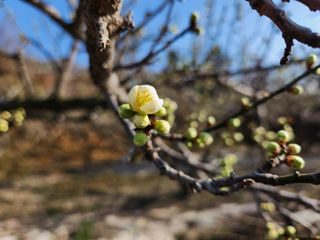 광양밤실매실농장님의 매실 · 자유게시판 작성글 사진