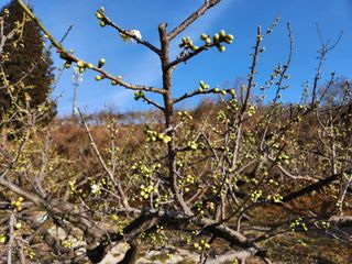 광양밤실매실농장님의 매실 · 자유게시판 작성글 사진