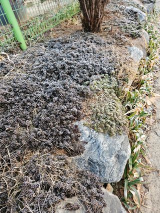 감자20359님의 요즘 우리동네 농작업은? · 참여글 작성글 사진