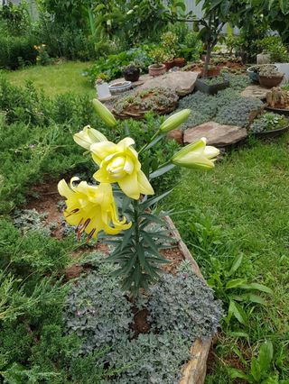 감자20359님의 요즘 우리동네 농작업은? · 참여글 작성글 사진