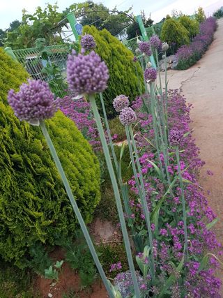 감자20359님의 요즘 우리동네 농작업은? · 참여글 작성글 사진